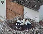 Capi_Dubne_20250709_082003.jpg