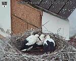 Capi_Dubne_20250709_082503.jpg