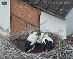 Capi_Dubne_20250709_083002.jpg