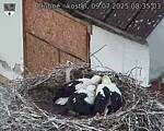 Capi_Dubne_20250709_083503.jpg