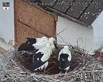 Capi_Dubne_20250709_085002.jpg
