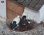 Capi_Dubne_20250709_085503.jpg