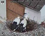 Capi_Dubne_20250709_090003.jpg