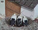 Capi_Dubne_20250709_090502.jpg