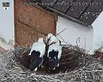Capi_Dubne_20250709_091003.jpg