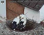 Capi_Dubne_20250709_091503.jpg
