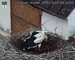 Capi_Dubne_20250709_092002.jpg