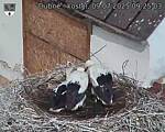 Capi_Dubne_20250709_092503.jpg