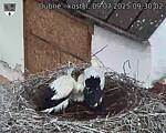 Capi_Dubne_20250709_093002.jpg