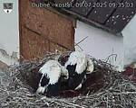 Capi_Dubne_20250709_093503.jpg