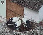 Capi_Dubne_20250709_094002.jpg