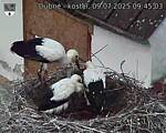 Capi_Dubne_20250709_094503.jpg