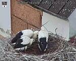 Capi_Dubne_20250709_095003.jpg