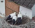 Capi_Dubne_20250709_095503.jpg