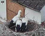 Capi_Dubne_20250709_100003.jpg