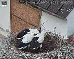 Capi_Dubne_20250709_100503.jpg