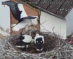 Capi_Dubne_20250709_101003.jpg