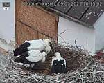 Capi_Dubne_20250709_101502.jpg