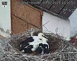 Capi_Dubne_20250709_102003.jpg