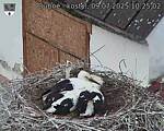 Capi_Dubne_20250709_102502.jpg