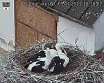 Capi_Dubne_20250709_103002.jpg