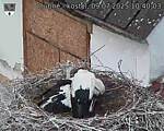 Capi_Dubne_20250709_104003.jpg