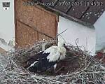 Capi_Dubne_20250709_104502.jpg