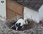 Capi_Dubne_20250709_105002.jpg