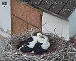 Capi_Dubne_20250709_105503.jpg