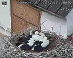 Capi_Dubne_20250709_110002.jpg