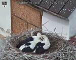 Capi_Dubne_20250709_110503.jpg