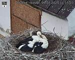 Capi_Dubne_20250709_111503.jpg