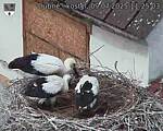 Capi_Dubne_20250709_112503.jpg
