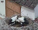 Capi_Dubne_20250709_113003.jpg
