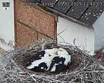 Capi_Dubne_20250709_114003.jpg