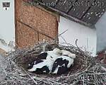 Capi_Dubne_20250709_114503.jpg