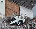 Capi_Dubne_20250709_115502.jpg