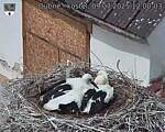 Capi_Dubne_20250709_120003.jpg