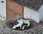 Capi_Dubne_20250709_120503.jpg