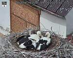 Capi_Dubne_20250709_121503.jpg