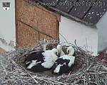 Capi_Dubne_20250709_122003.jpg