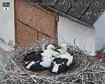 Capi_Dubne_20250709_122502.jpg