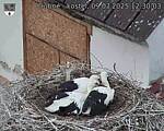 Capi_Dubne_20250709_123003.jpg