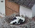 Capi_Dubne_20250709_123502.jpg