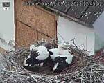 Capi_Dubne_20250709_124502.jpg