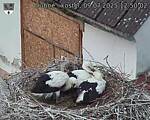 Capi_Dubne_20250709_125002.jpg