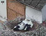 Capi_Dubne_20250709_125503.jpg