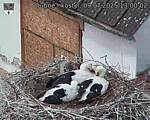 Capi_Dubne_20250709_130002.jpg