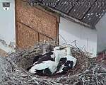 Capi_Dubne_20250709_131003.jpg