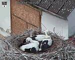 Capi_Dubne_20250709_131503.jpg